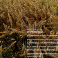 Bettina Bursch
<br><p class="has-text-align-right has-large-font-size">As we walked in the Fields of Gold</p>
<br><br>
<br> <p class="has-text-align-right">Sting</p>