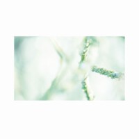Franziska Seibel
<br><p class="has-text-align-right has-large-font-size">Therapiestunde</p>
<br><br>
Die Seele wird vom Pflastertreten krumm.
<br>Mit Bäumen kann man wie mit Brüdern reden
<br>und tauscht bei ihnen seine Seele um.
<br>Die Wälder schweigen. Doch sie sind nicht stumm.
<br>Und wer auch kommen mag, sie trösten jeden.
<br> <p class="has-text-align-right">Erich Kästner – Die Wälder schweigen</p>