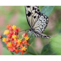 Jana Dostal
<br><p class="has-text-align-right has-large-font-size"> „Es sind die kleinen Dinge im Leben,<br>
auf die es ankommt.“
</p>
<br><br>
….so auch in der Fotografie.
<br>Der Blick für das Detail
geht in der Hektik
<br>und Aufgeregtheit des Alltags immer
mehr verloren.
<br>Dabei sind es die kleinen Details,
<br>die am Ende das große Ganze sichtbar werden lassen.
<br>Und der
kleine Schmetterling auf der Blüte
<br> steht für die Schönheit in dieser Welt.
<br> <p class="has-text-align-right">George Bernard Shaw</p>