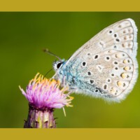 Thomas Gerlach <br>
<p class="has-text-align-right has-large-font-size">Wahre Größe zeigt sich im Kleinen </p>
<br>
<strong>Herr, wie sind deine Werke so groß und viel! <br>
(Psalm 104, Vers 24) </strong>
<br> <br>
Dieses Bibelwort aus Psalm 104 Vers 24 kommt mir immer wieder in den Sinn, wenn ich die vielen Details in der Natur sehe. Wenn man die kleinen Dinge vergrößert sieht, wird ihre wahre Schönheit erst sichtbar.