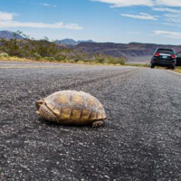 USA - On the Road - Death Valley - 'Turtles Crossing'