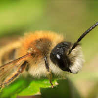 © Jens Jesberg Sandbienen - Andrena gravidar 2021