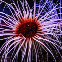 Heidrun Schuch <br>Anemone