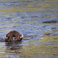 Martin Lossau <br>- sich über Wasser halten -