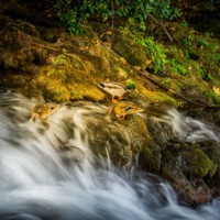 Stefan Thiel <br>Wasser ist Leben
