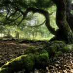 Hutewald im Sommer